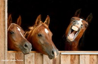 horsesonelaughs.jpg
