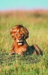 wiglion.jpg