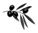 olivebranch.jpg