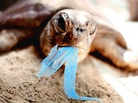 turtleplasticbag.jpg